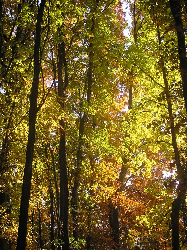  bosco in autunno