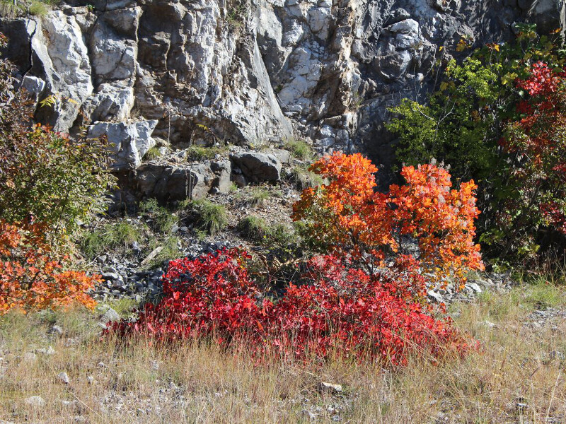 Arbusti di scotano (Cotinus coggygria)