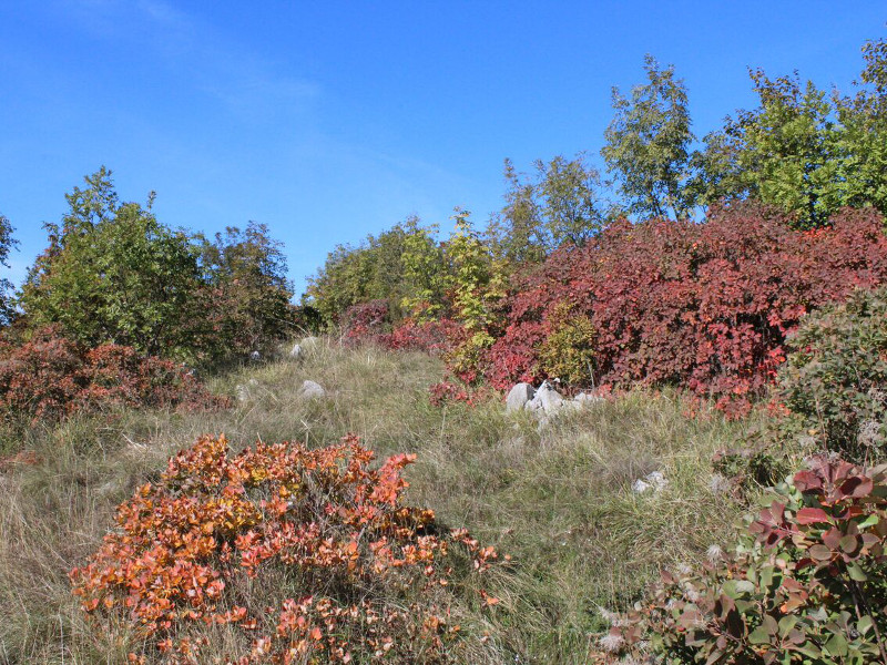 Arbusti di scotano (Cotinus coggygria)