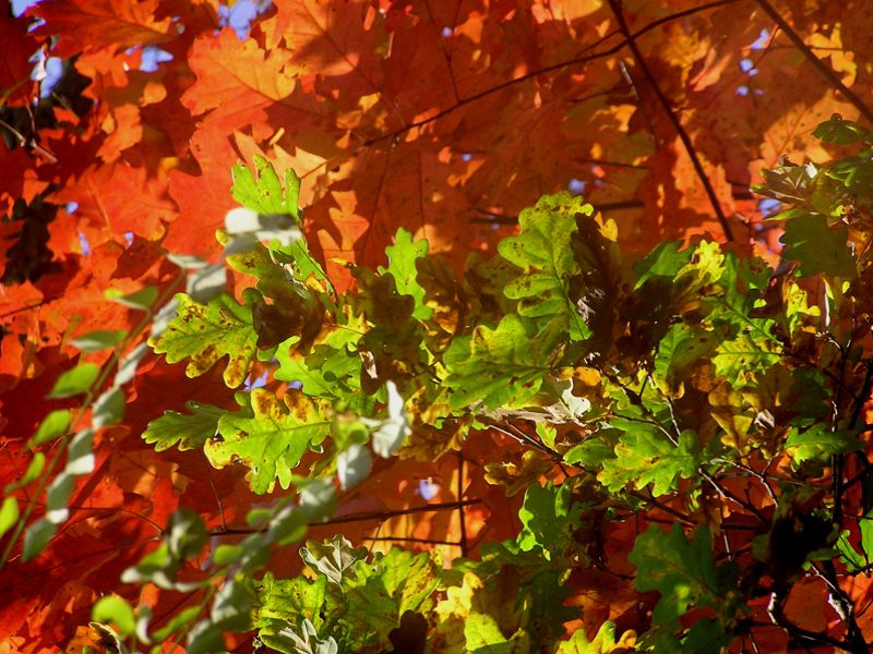 foglia di farnia e foglia di quercia rossa americana in autunno
