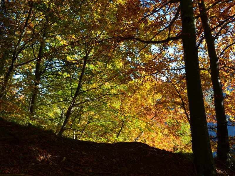 Cajada beechwood in autumn