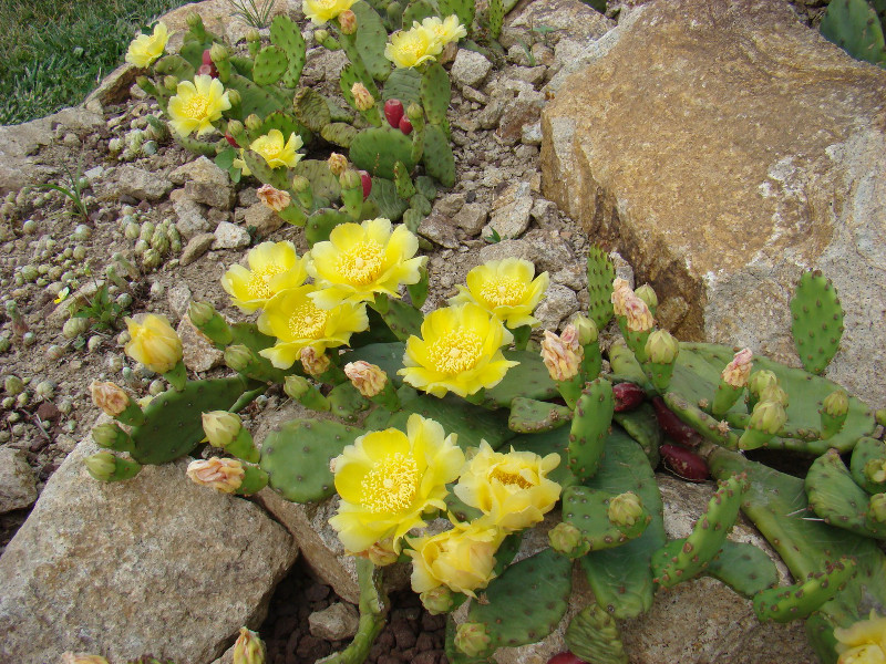 Flora pseudomacchia - Opuntia humifusa