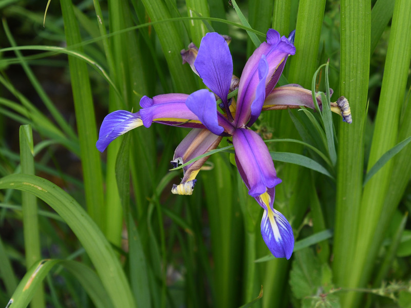 Iris nel Giardino Botanico 