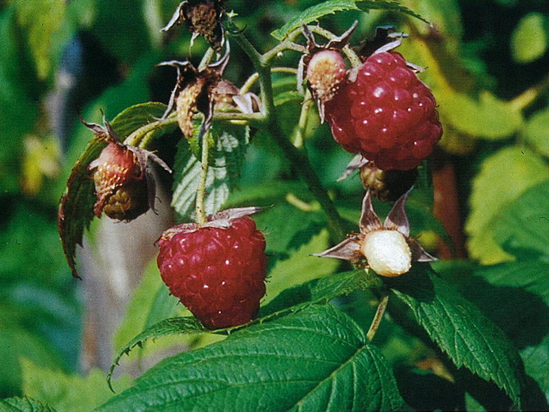 Small Fruits