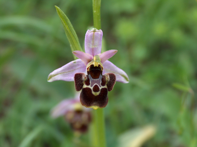Ofride (Ophrys fuciflora)