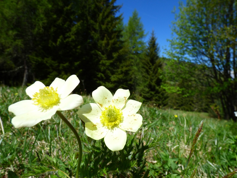 Anemone alpino (Pulsatilla alpina)