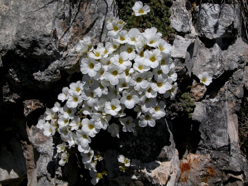 Saxifraga tombeanensis
