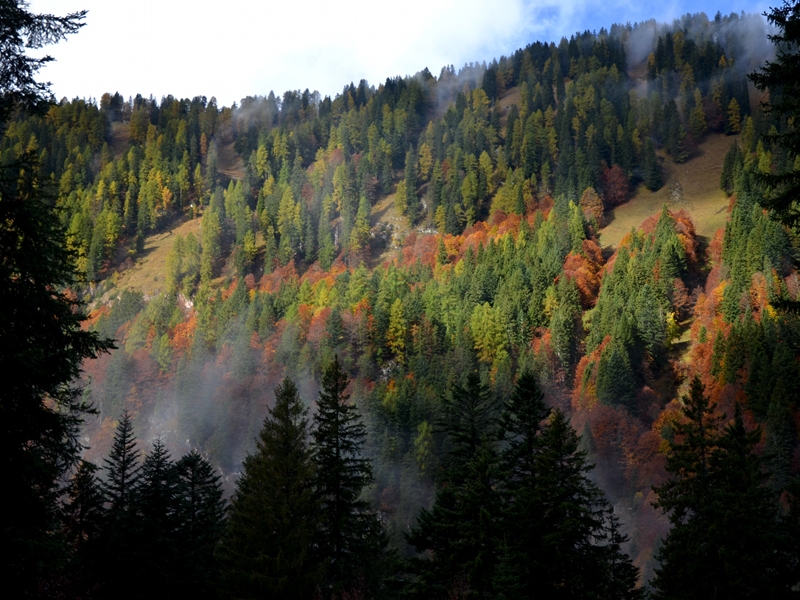 I boschi d'alta quota nel territorio delle Dolomiti di Brenta