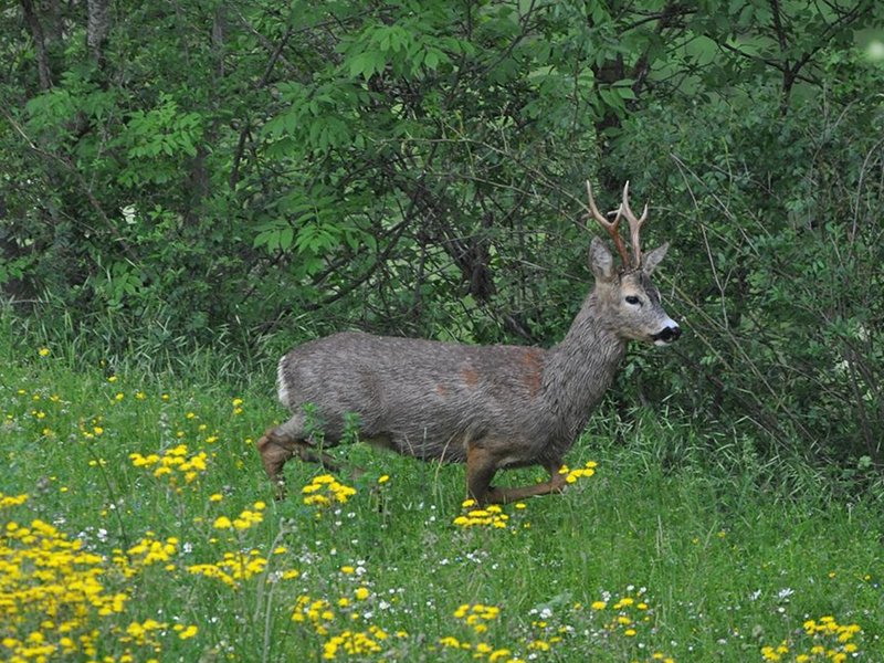 Male roe-deer