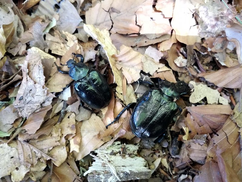 Osmoderma eremita: male on the right and female on the left