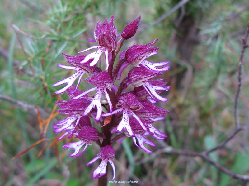 Orchis x angusticruris