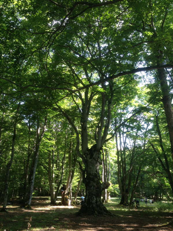 Forêt de Sant&#39;Antonio (Pescocostanzo)
