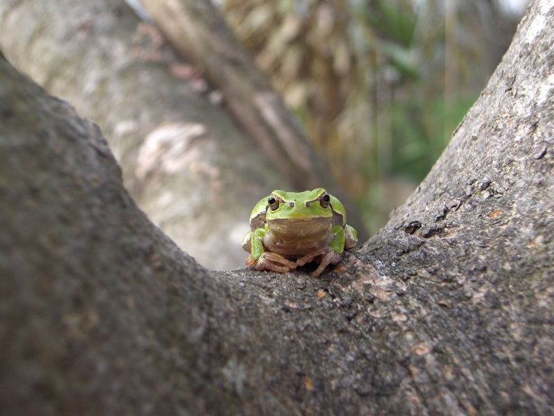 Italian tree frog