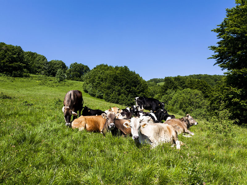 14.Pascolo di mucche Monte Tavola (Concari-Cattabiani)
