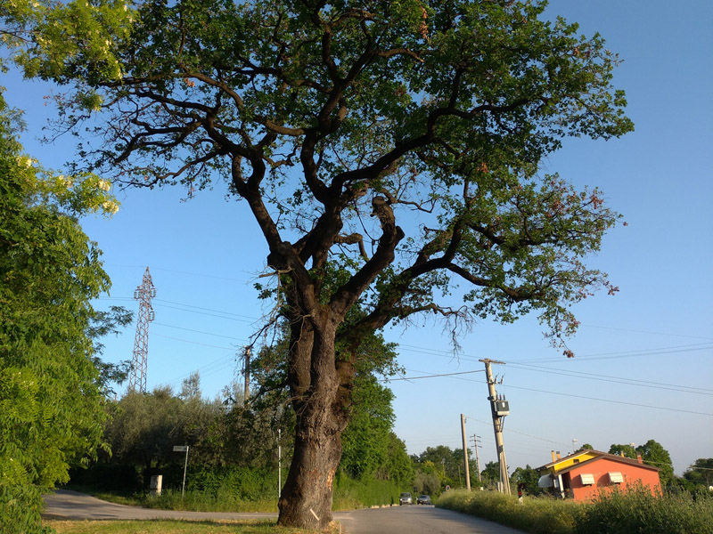 Secular oak of Baone
