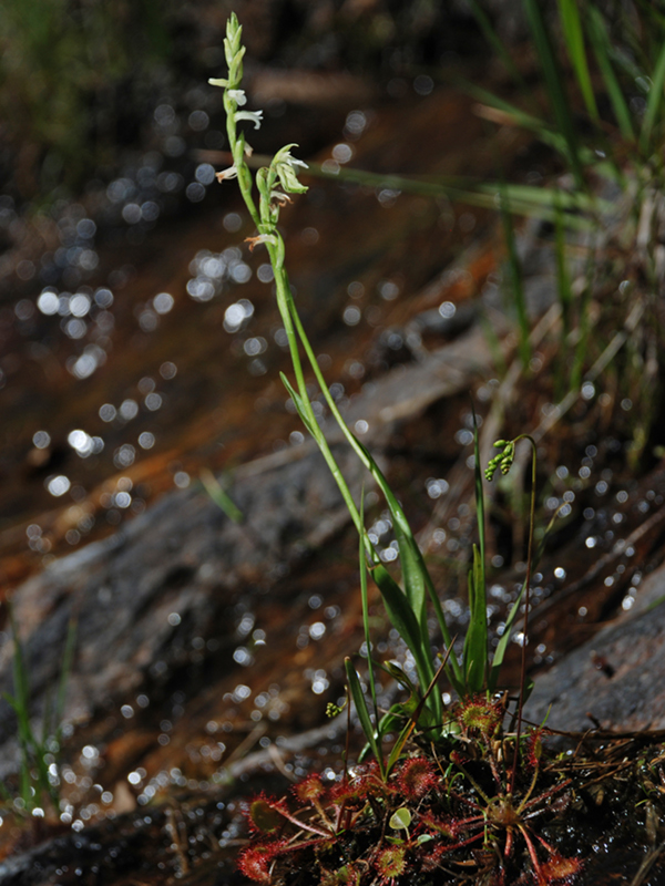 Spiranthes aestivalis et Drosera rotundifolia