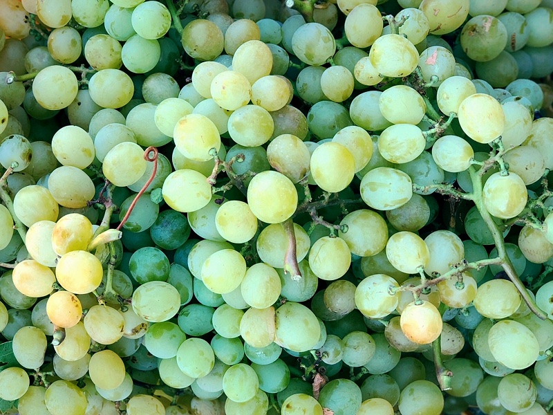Raçína zibíbbo (Moscato di Alessandria grapes)