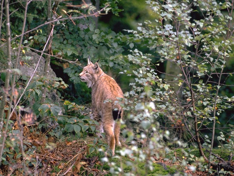 Lince (Lynx lynx)