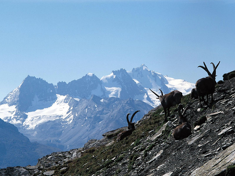 Wild ibex and Gran Paradiso massif