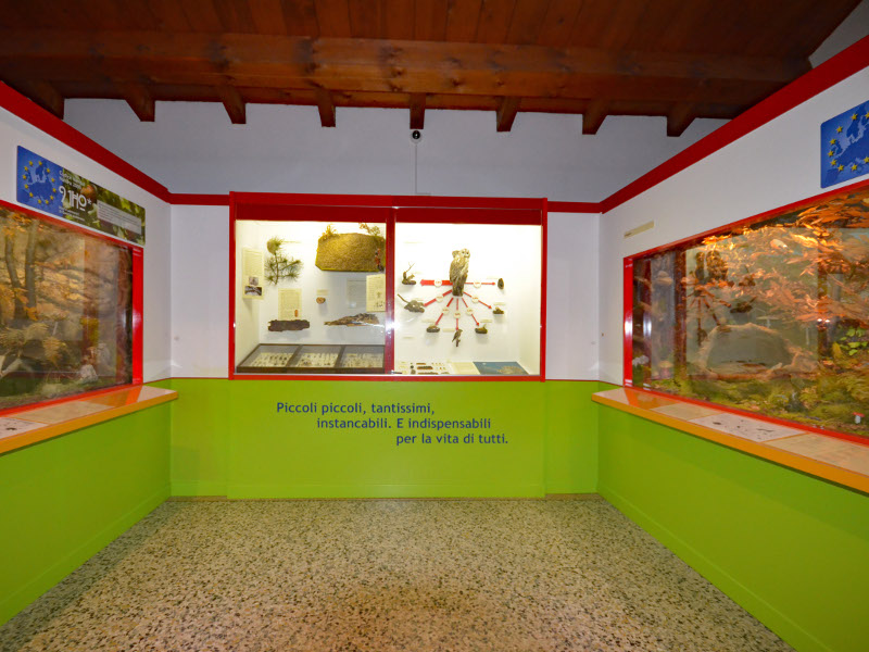 Interno - Piccolo museo naturalistico BOSC