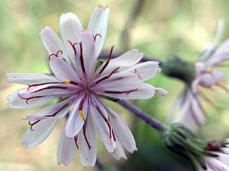 Crepis froelichiana