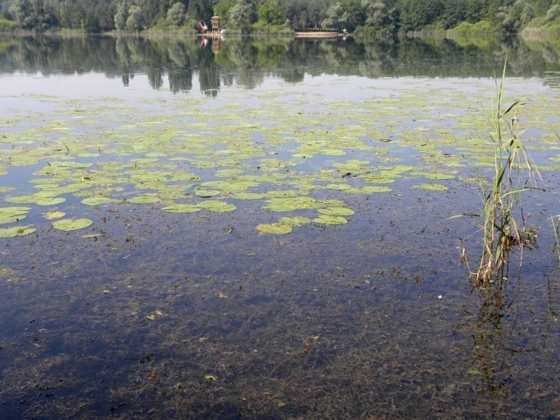 hydrophytic vegetation of Ragogna lake