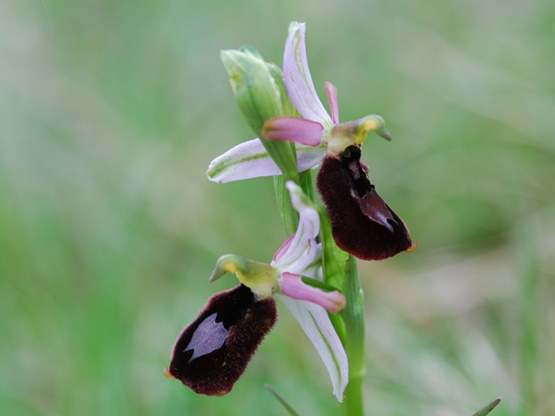 Ophrys Bertoloni Subsp Benacensis