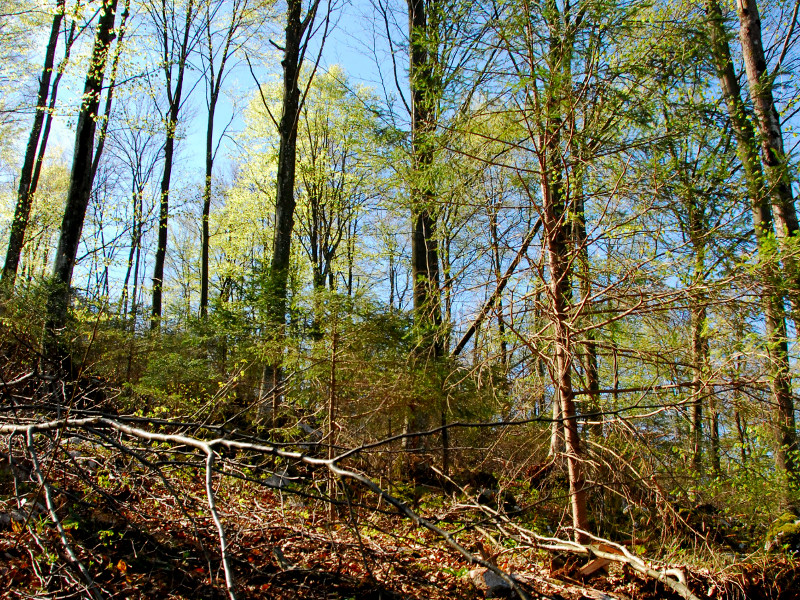 Habitat 91K0 Foreste illiriche di Fagus sylvatica (Aremonio-Fagion)