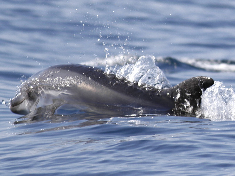 Common bottlenose dolphin at Isonzo mouth