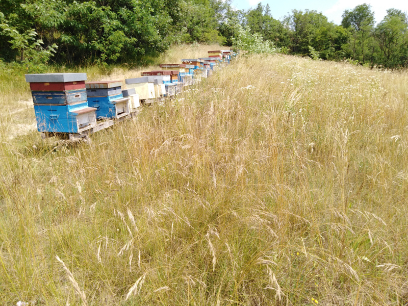 Le api del Sentiero delle Creste
