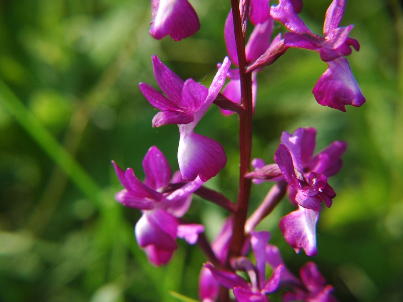 Meadow Orchid