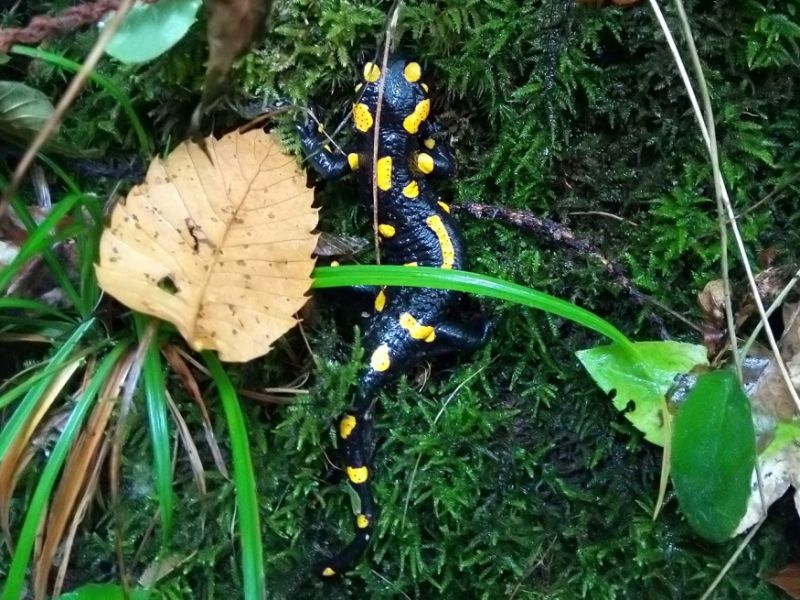 Salamandra nella Riserva Naturale del Bosco del Vaj