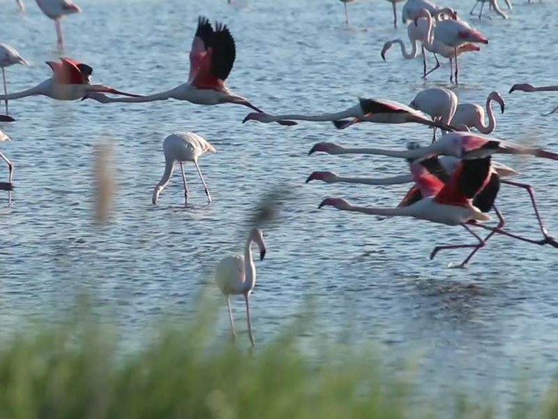Die Flamingo-Radtour