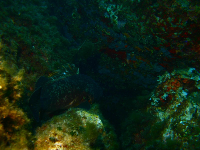 Yellowbelly grouper, Molara Shoal in Ventotene