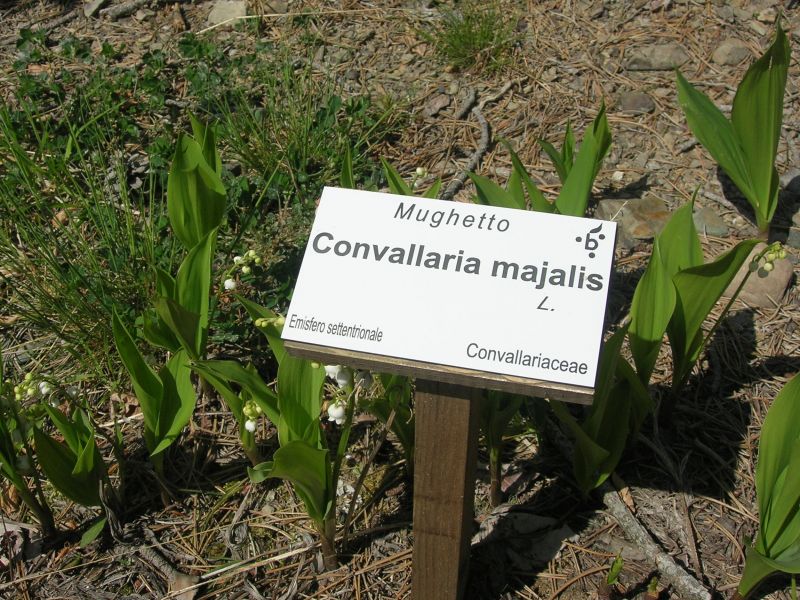 Botanisches Schild im Botanischen Garten