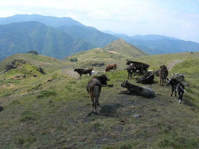 Kühe auf der Weide oberhalb der Malga Perlezzi und Panorama