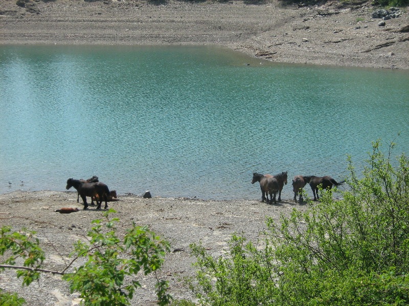Wildpferde an den Ufern des Giacopiane - Sees
