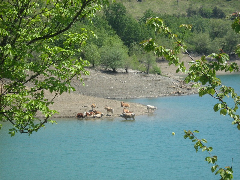 Kühe am Ufer des Giacopiane-Sees