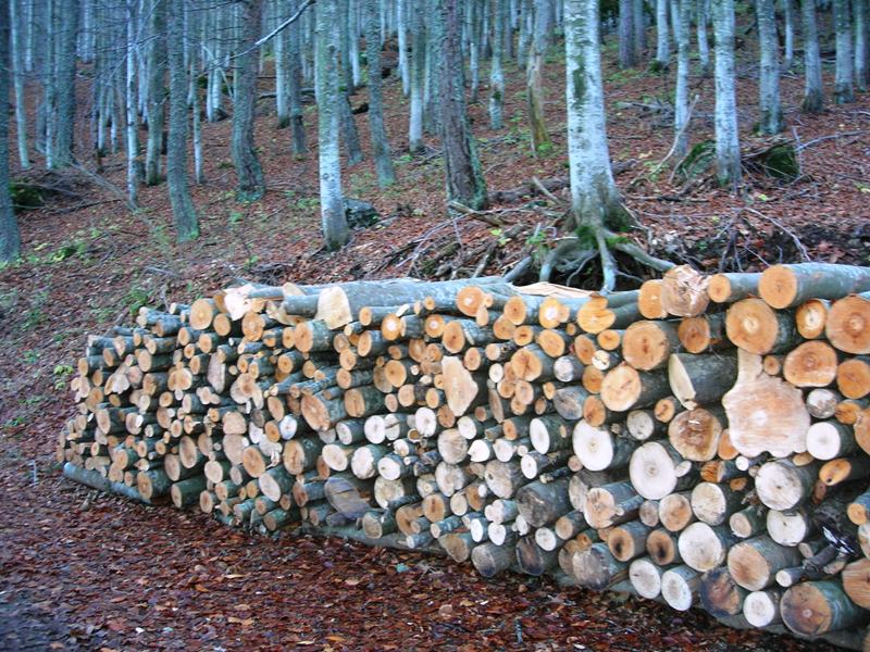 Catasta legna in bosco