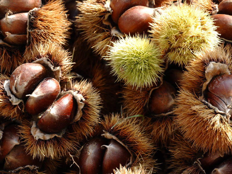 Chestnuts of the Euganean Hills
