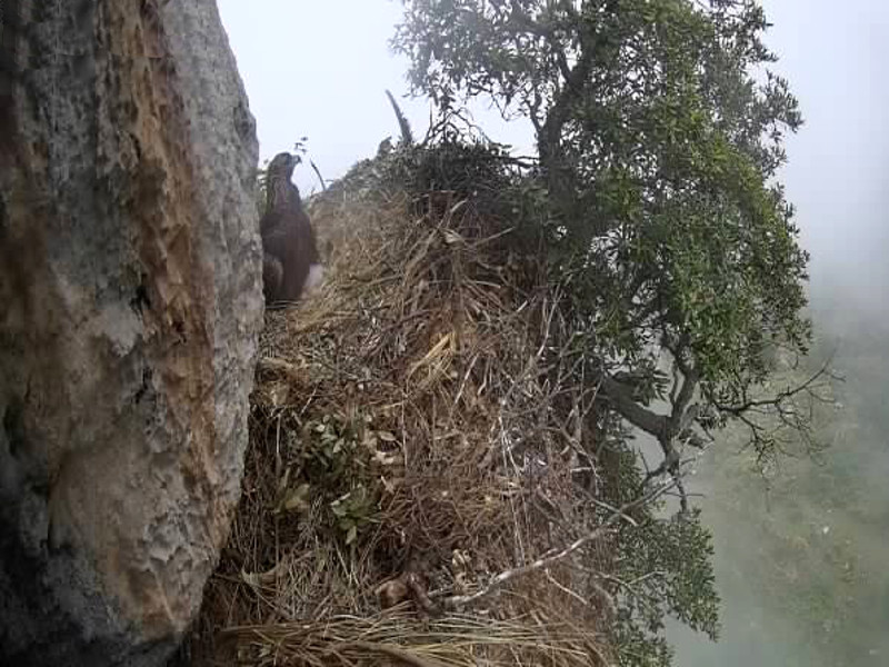 Telerivelamento del nido dell'Aquila Reale