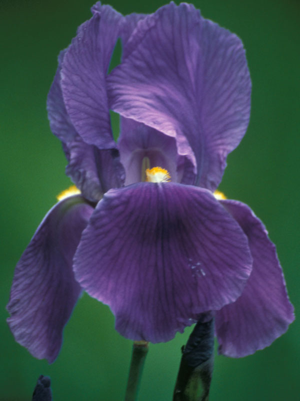 Iris cengialti
