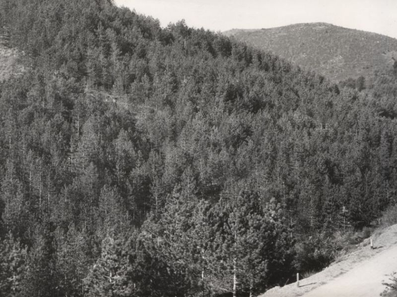 Wiederaufforstung im Gebiet des Monte Zatta ('60er Jahre)