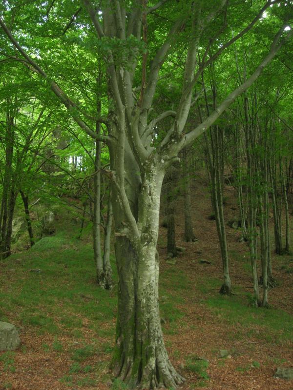 Buche Foresta Zatta