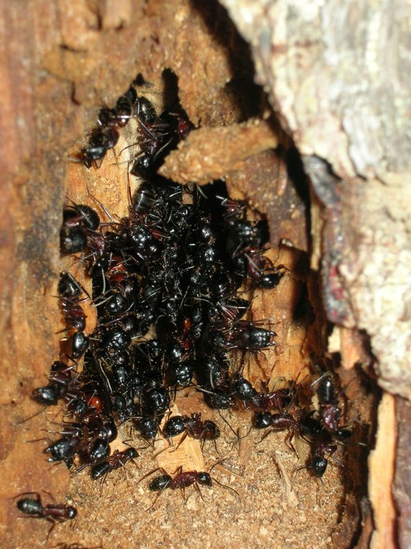 Ameisen und Totholz