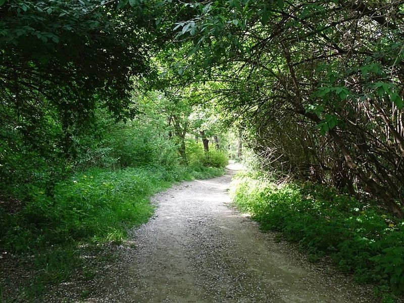 Sentiero nel bosco planiziale del parco Le Vallere