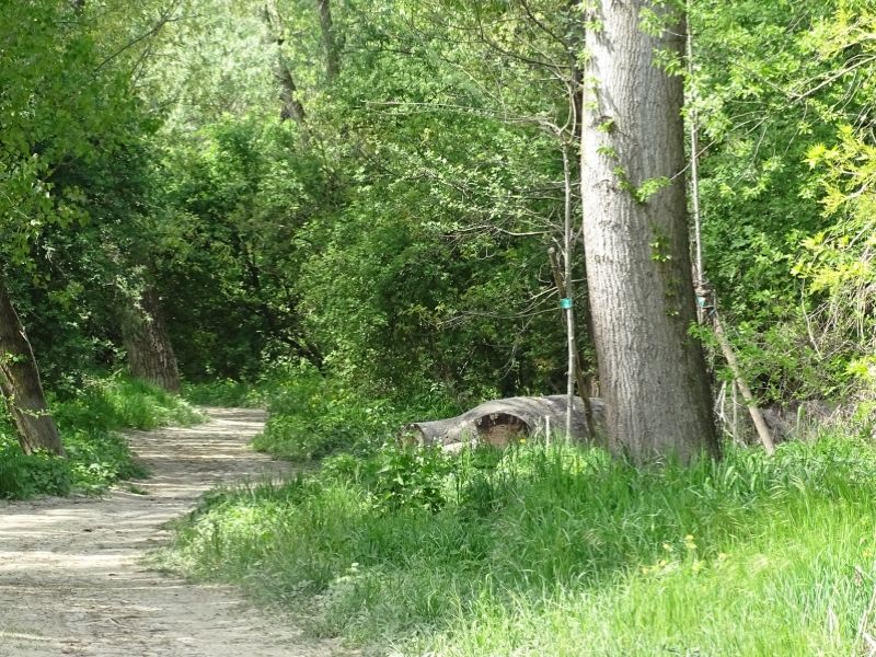 Sentiero nel parco Le Vallere