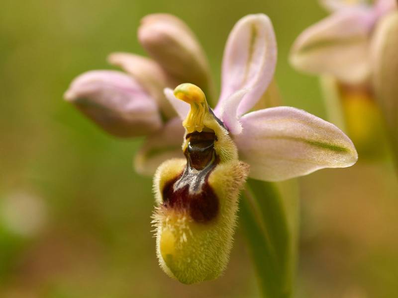 Ophrys negletta