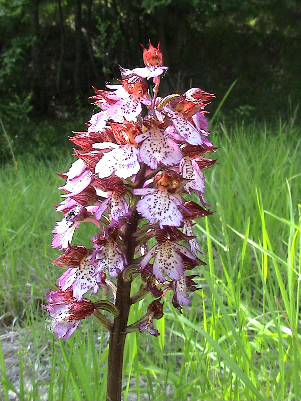 Orchidea maculata