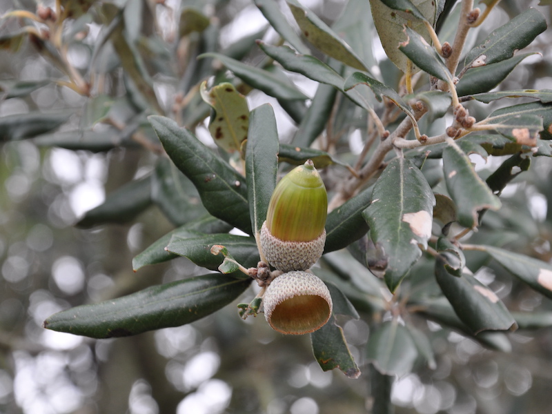 Foglie e frutti (ghiande) di Leccio (Quercus ilex L.)